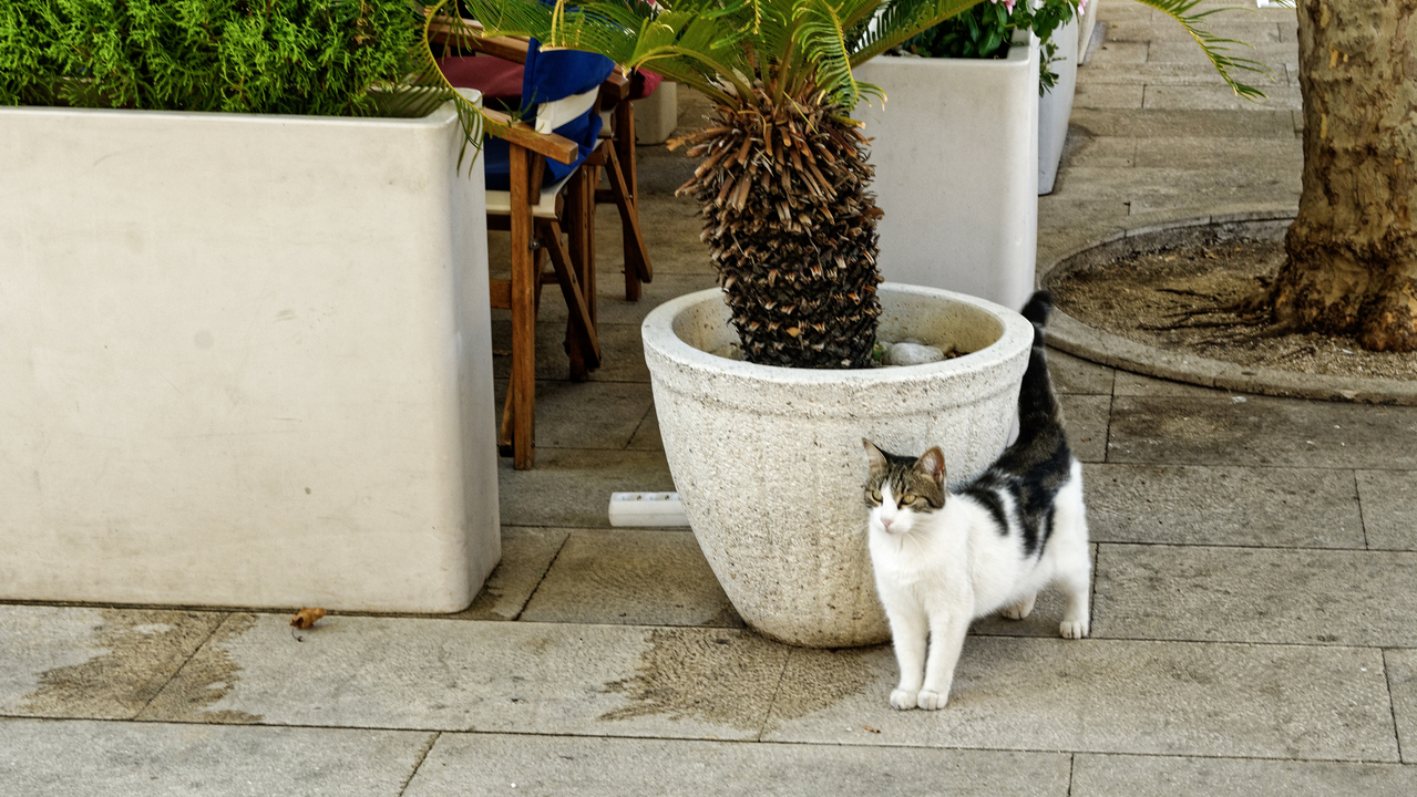 20191021 100208•Dubrovnik•Dubrovacko-Neretvanska•Croatia